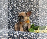 Small Photo #6 French Bulldog Puppy For Sale in QUARRYVILLE, PA, USA