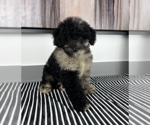 Miniature Bernedoodle Puppy for sale in FRANKLIN, IN, USA