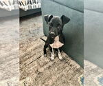 Small #8 Rat Terrier Mix