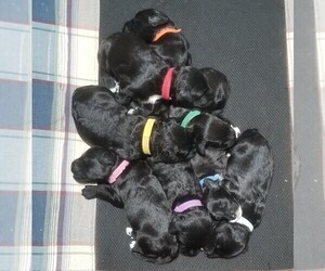 Portuguese Water Dog Puppy for sale in LEANDER, TX, USA