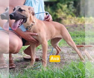 Ava - Female Black Mouth Cur-Unknown Mix Dog for Adoption - Photo #3