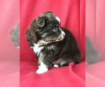 Small Photo #5 Miniature Australian Shepherd Puppy For Sale in BOWLING GREEN, KY, USA