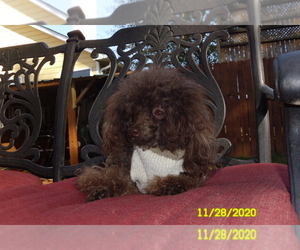 Poodle (Toy) Puppy for sale in DULUTH, GA, USA