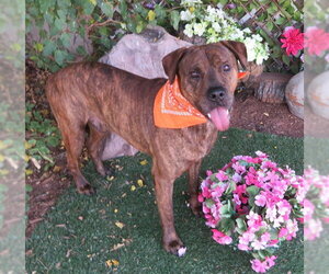 Mastiff-Plott Hound Mix Dogs for adoption in Oklahoma City, OK, USA