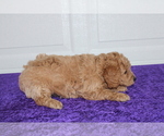 Small Photo #5 Goldendoodle (Miniature) Puppy For Sale in BLOOMINGTON, IN, USA