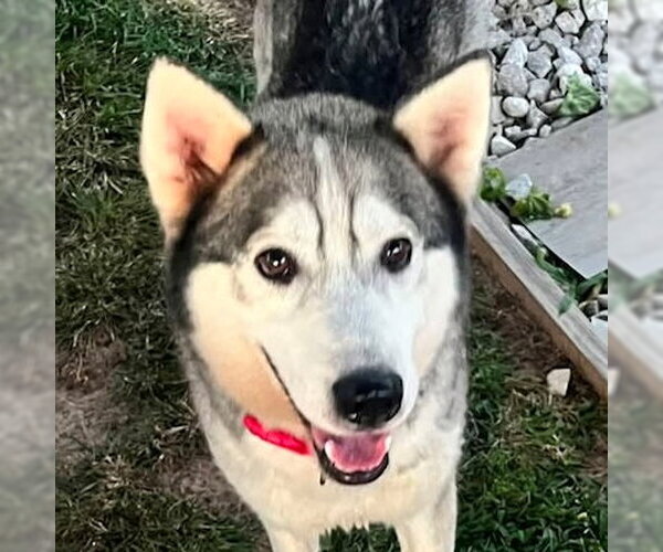 Medium Photo #1 Siberian Husky Puppy For Sale in Omaha, NE, USA