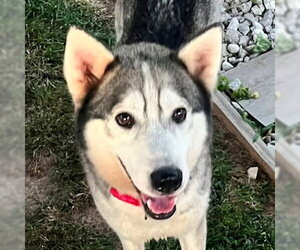 Siberian Husky Dogs for adoption in Omaha, NE, USA