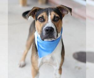 Beagle-Unknown Mix Dogs for adoption in San Antonio, TX, USA