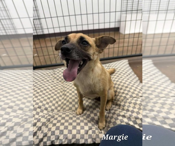 Medium Photo #3 Mutt Puppy For Sale in Royal Palm Beach, FL, USA