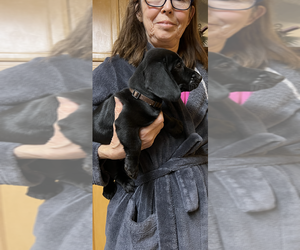 Dachshund-Labrador Retriever Mix Puppy for sale in LAKE ALFRED, FL, USA