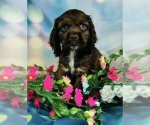 Cocker Spaniel Puppy for sale in CINCINNATI, OH, USA