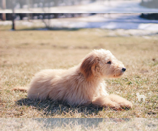 Medium Photo #36 Goldendoodle Puppy For Sale in CARLOCK, IL, USA