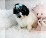 Small #1 Poodle (Toy)