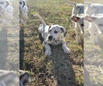 Small Photo #2 Dalmatian Puppy For Sale in LINCOLNTON, GA, USA