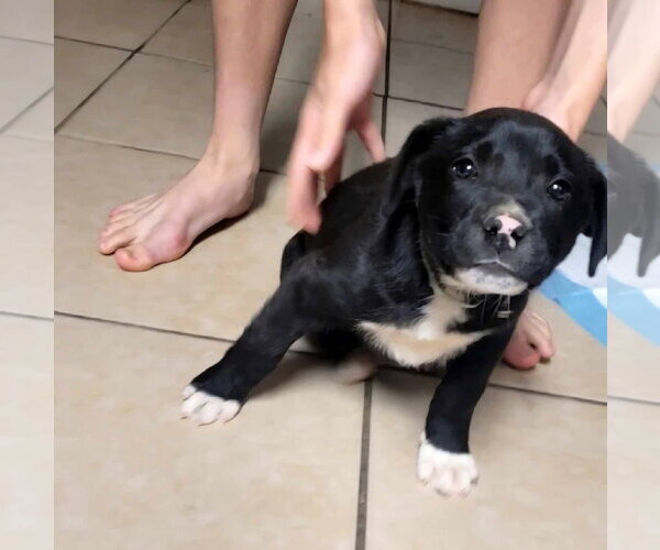 Medium Photo #2 Catahoula Leopard Dog-Labrador Retriever Mix Puppy For Sale in Oakhurst, NJ, USA