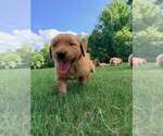 Puppy Sunny Golden Retriever