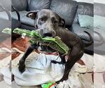 Small #3 Labrador Retriever Mix