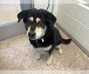 Basset Hound-Siberian Husky Mix Dogs for adoption in Pueblo, CO, USA
