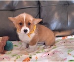 Small #5 Pembroke Welsh Corgi