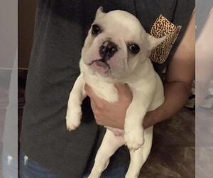 French Bulldog Puppy for sale in YAKIMA, WA, USA