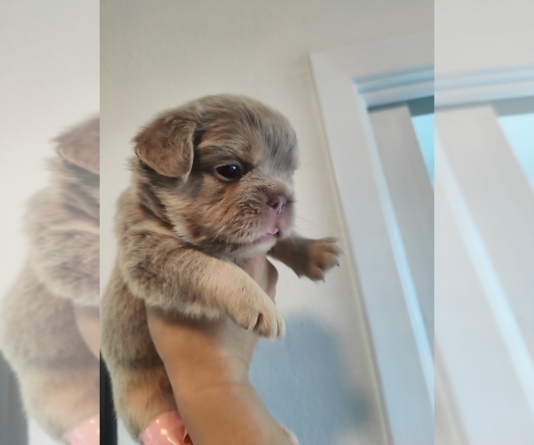 Medium Photo #42 French Bulldog Puppy For Sale in HIGHLAND VILL, TX, USA