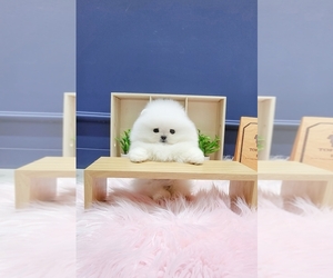 Pomeranian Puppy for Sale in LOS ANGELES, California USA