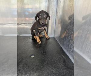 Doberman Pinscher-Unknown Mix Dogs for adoption in San Antonio, TX, USA