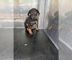 Small Doberman Pinscher Mix
