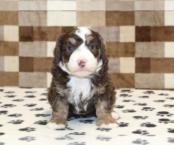 Medium Photo #3 Bernedoodle (Miniature) Puppy For Sale in DENVER, PA, USA