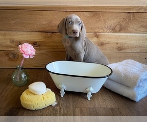 Weimaraner Puppy for sale in LOLO, MT, USA