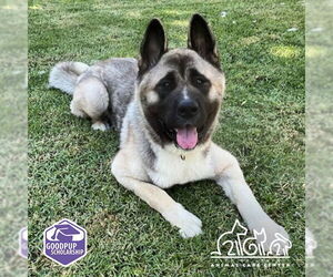 Akita Dogs for adoption in Irvine, CA, USA