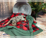Small Photo #11 Aussiedoodle Miniature  Puppy For Sale in COMMERCE, MI, USA