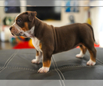 Puppy 5 American Bully