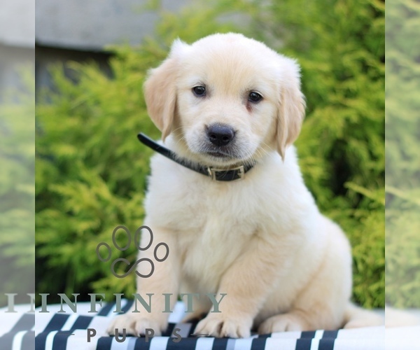 Medium Photo #3 Golden Retriever Puppy For Sale in LITITZ, PA, USA