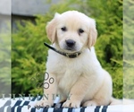 Small #2 Golden Retriever