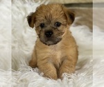Small #9 Morkie