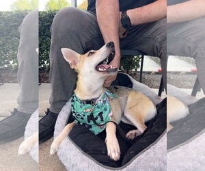 Mutt Dogs for adoption in The Woodlands, TX, USA