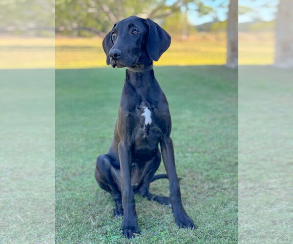 Medium Photo #3 Great Dane Puppy For Sale in PIPE CREEK, TX, USA