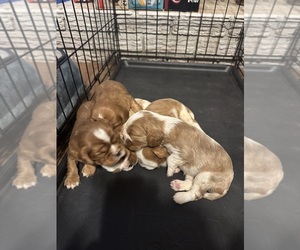 Cavalier King Charles Spaniel Puppy for sale in ALBUQUERQUE, NM, USA