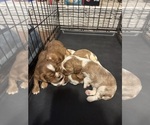 Image preview for Ad Listing. Nickname: Litter of 5