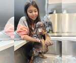 Small #11 Doberman Pinscher