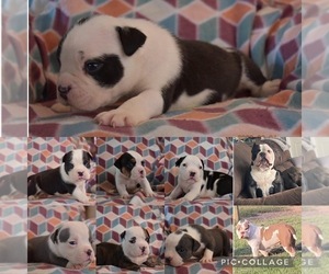 American Bully Puppy for sale in HENDERSON, KY, USA