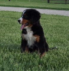 Bernese Mountain Dog Puppy for sale in ATWOOD, IL, USA