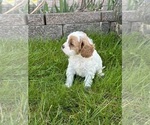 Small Photo #10 Cavapoo Puppy For Sale in GREENVILLE, MO, USA