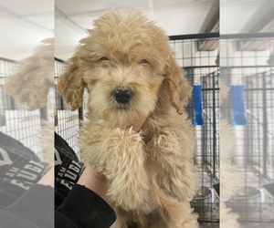 Goldendoodle Puppy for sale in MONCLOVA, OH, USA