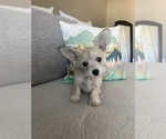 Small Photo #4 Schnauzer (Miniature) Puppy For Sale in PENSACOLA, FL, USA