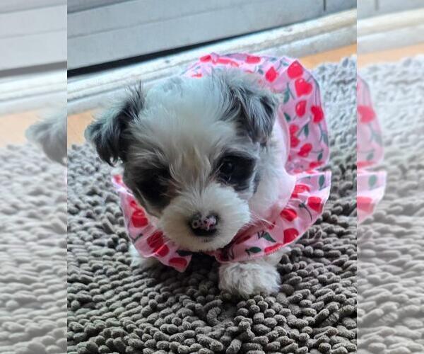 Medium Photo #3 YorkiePoo Puppy For Sale in SPRINGFIELD, OH, USA