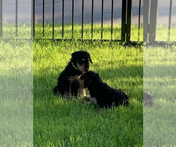 Medium Photo #10 Airedale Terrier Puppy For Sale in HAMPTON, VA, USA