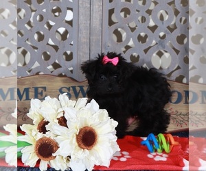 YorkiePoo Puppy for sale in MOUNT VERNON, OH, USA