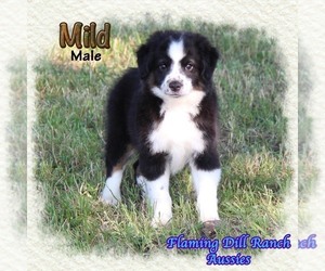 Medium Miniature Australian Shepherd